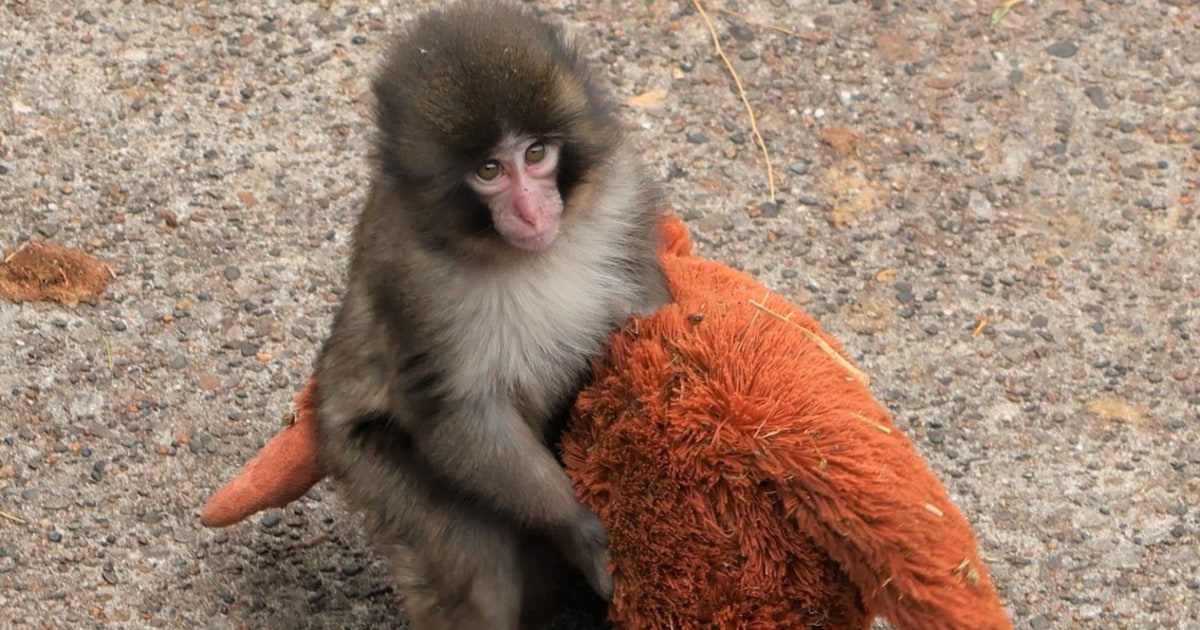 Ichikawa City Zoo's Punch-kun: Viral Baby Monkey Finds Comfort