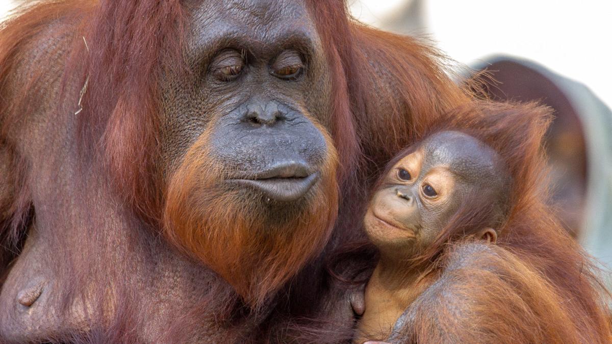 Meet Ichikawa Zoo's Sumatran Orangutans: Popo, Iban & Lily